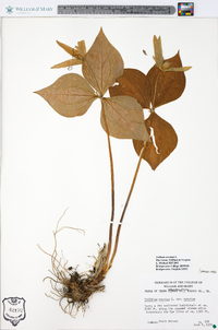 Trillium erectum image