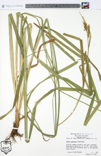 Carex scabrata image