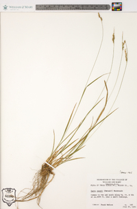 Carex swanii image