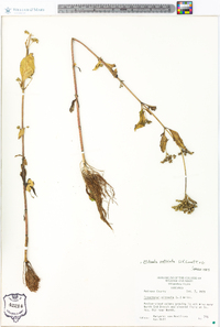 Mitreola petiolata image