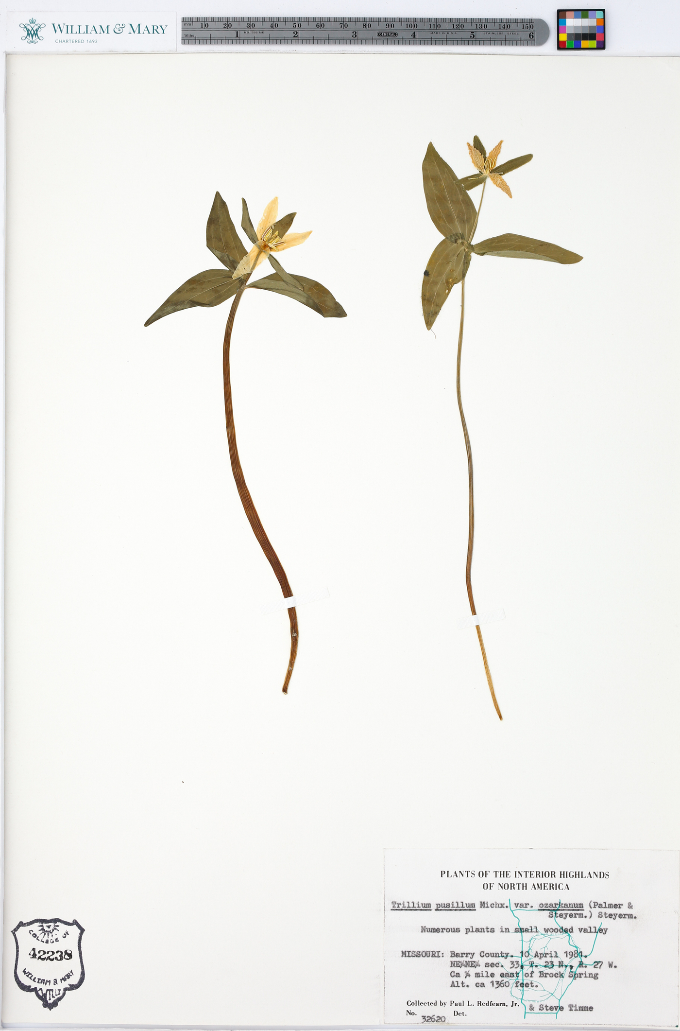 Trillium pusillum var. ozarkanum image