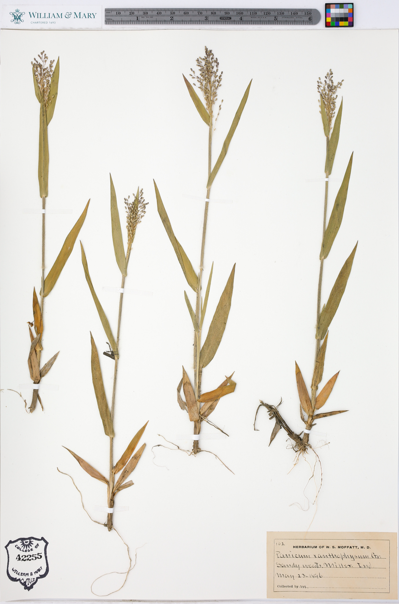 Panicum xanthophysum image