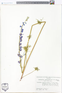 Delphinium carolinianum var. crispum image