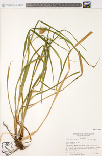 Carex typhina image