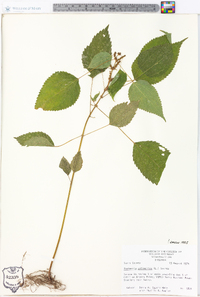 Image Associated With the Occurence