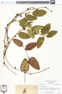 Smilax pumila image