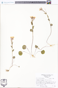 Cardamine douglassii image