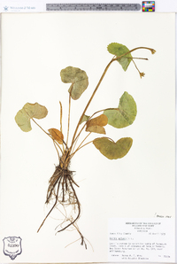 Caltha palustris image