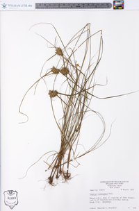 Cyperus filiculmis image