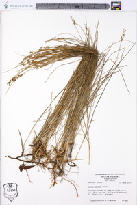 Juncus gerardii image