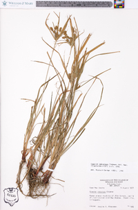 Cyperus retrorsus image