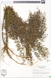 Lespedeza cuneata image