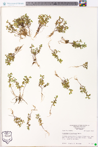 Lespedeza stipulacea image