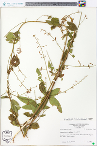 Desmodium nuttallii image