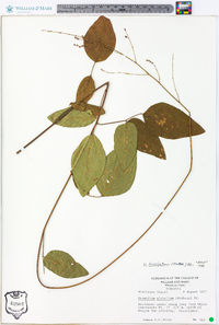 Desmodium laevigatum image