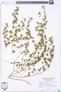 Lespedeza stipulacea image