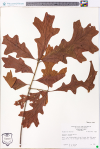 Quercus lyrata image