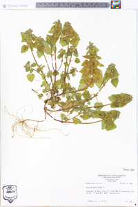 Lamium purpureum image