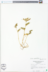 Vicia sativa subsp. nigra image