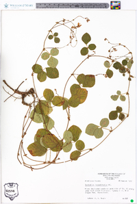 Desmodium rotundifolium image