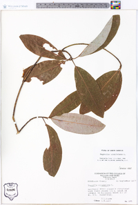 Magnolia virginiana image