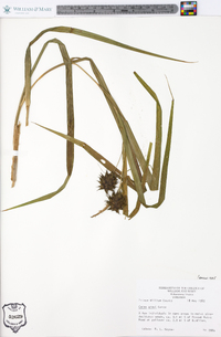 Carex grayi image