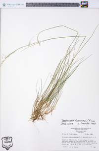 Deschampsia flexuosa image