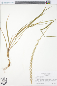 Lolium perenne subsp. multiflorum image