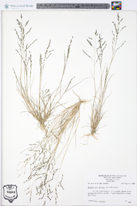 Eragrostis pilosa image