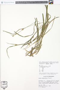 Carex crebriflora image