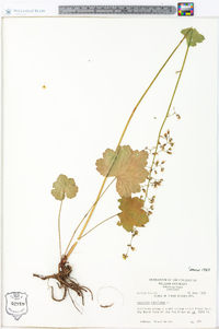 Heuchera americana image