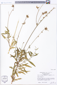 Oenothera gaura image