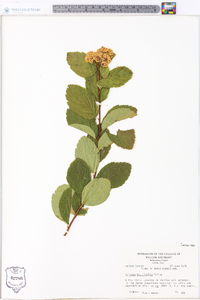 Spiraea betulifolia image