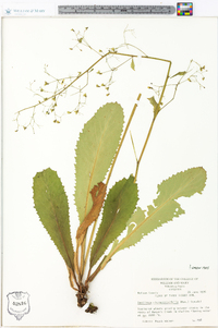 Saxifraga micranthidifolia image