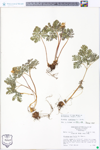 Dicentra cucullaria image