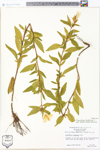 Oenothera fruticosa subsp. glauca image