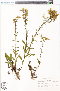 Aster gracilis image