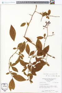 Vaccinium x marianum image