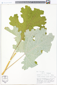 Macleaya cordata image