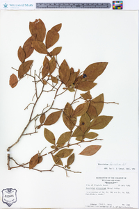 Vaccinium fuscatum image