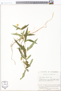 Lysimachia lanceolata image