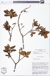 Comarostaphylis spinulosa subsp. spinulosa image
