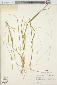 Poa cuspidata image