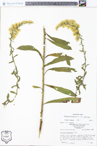 Solidago nemoralis var. nemoralis image