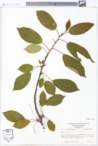 Prunus avium image