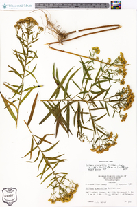 Euthamia graminifolia var. nuttallii image