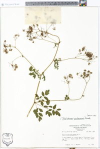 Thalictrum pubescens image