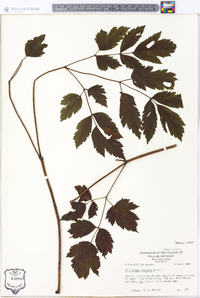 Actaea racemosa image