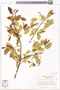 Prunus serotina var. serotina image
