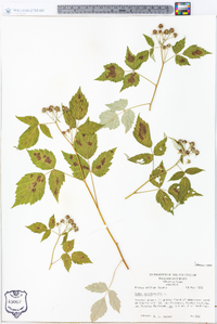 Rubus occidentalis image